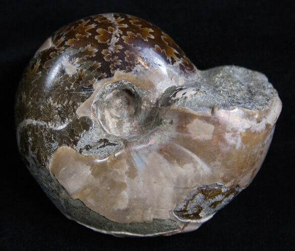 Inch Polished Ammonite From Madagascar #2254